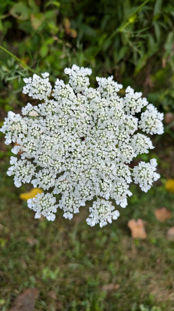 pxl_20240726_1200413592284127887536603878