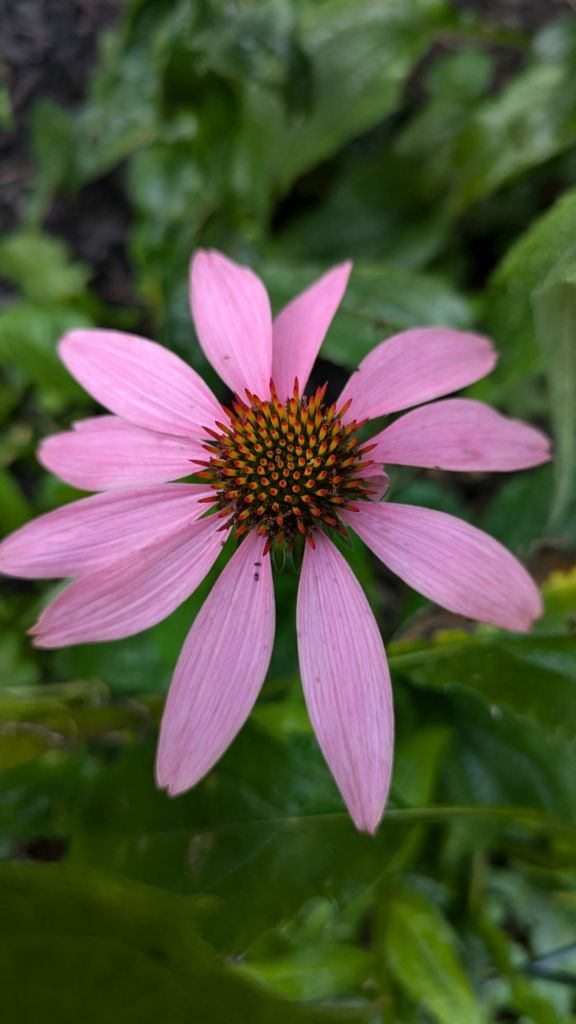 pxl_20240726_1204292428761427774123095241