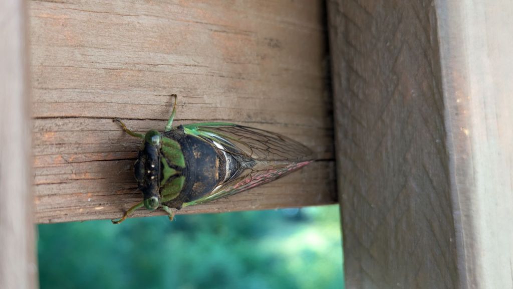 pxl_20240811_124336051847283862642111935