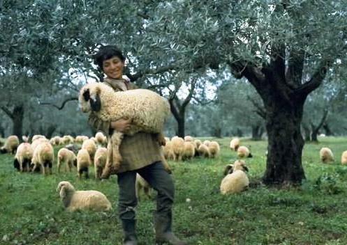 Good Sheep, Great Shepherds: A Call to the&nbsp;Flock