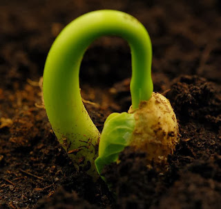 Growing God’s Kingdom: Small Seeds, Big&nbsp;Impact