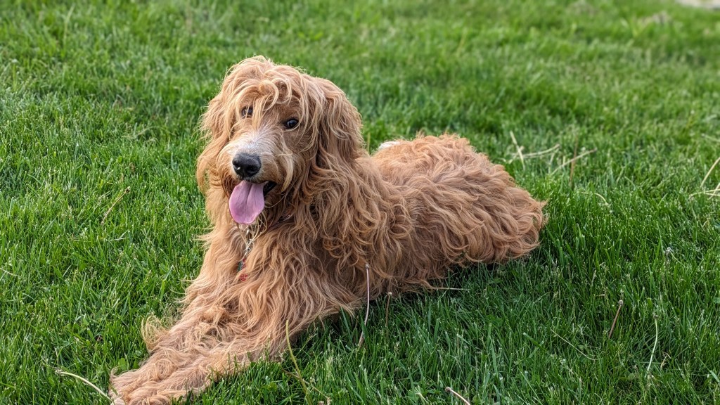 What One Thing Would You Teach Your&nbsp;Pet?